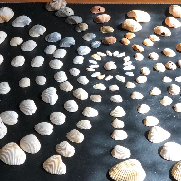 Other Seashells Jacksonville Beach Poshmark